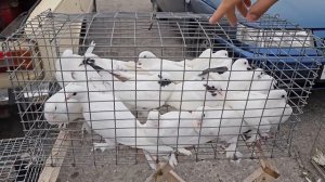 Голуби цены Птичий рынок г Прохладный -ч2