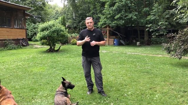 Про электроошейники