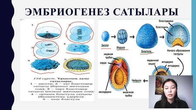 7 сынып. Ағзалардың жеке дамуы.