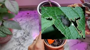 Кто грызёт #ест листья у фиалки? Что таит в себе покупной грунт?