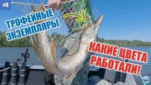 Наши ТРОФЕИ АХТУБЫ. Подборка воблеров. Гоняем окуня в заброс