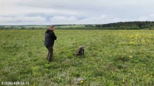 Что делать если легавая собака не стоит в стойке