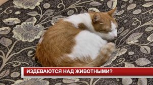 ИЗДЕВАЮТСЯ НАД ЖИВОТНЫМИ