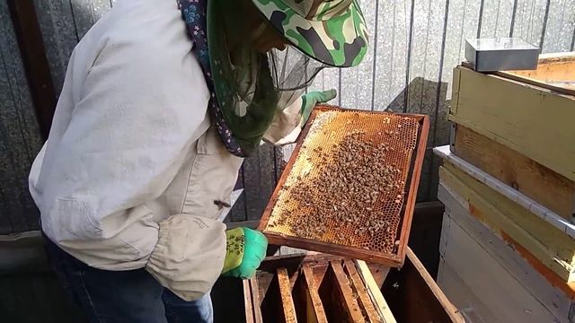 Осмотр отводка . Поздние маточники . Ждём выход матки . смотреть онлайн