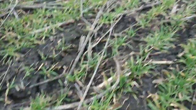 Азотне підживлення озимих культур. смотреть онлайн