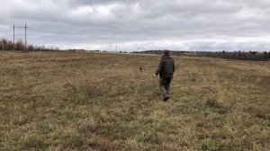 Контроль легавой собаки в поле