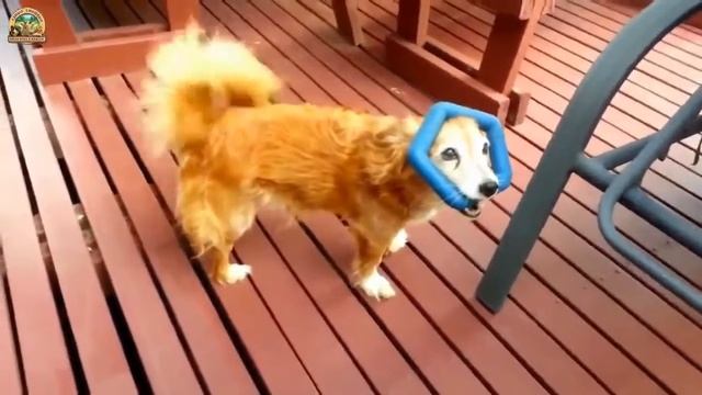 Смешные собаки. Видео - Подборка [HD] смотреть онлайн