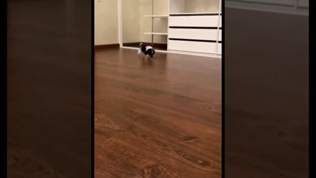 Toy Poodle Gently Born European Style