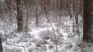 Осиновое масло. Сбор коры осины зимой. Рождественское и Крещенское масло
