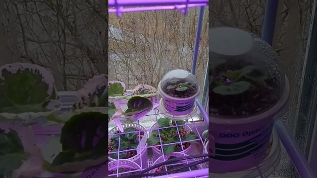 Предновогодние скидки! Превью Обзора Набора деток Фиалок! О бронировании деток на весну!