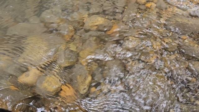 Отпустил дикую ручьевую форель.