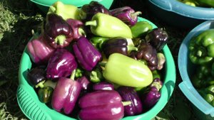 #ИтогиСезона. Привезённое с дачи.  МОЙ #УРОЖАЙ! #ТатьянаПивкина #Заготовки на зиму. 26 августа