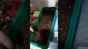 Посев цветов на рассаду