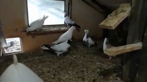 Голуби друзеи.бакинские голуби линии Арифа.