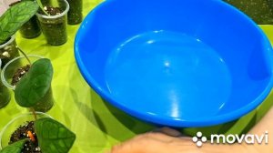 КОМНАТНЫЕ РАСТЕНИЯ(ЦВЕТЫ).ХОЙИ.