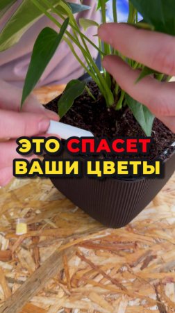 Это спасет ваши цветы