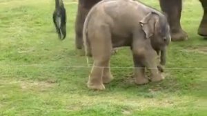 Борьба слонёнка с хоботом