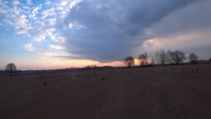 Гусь 2019 , удачная охота  на пролете.