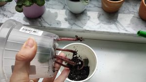 Фиалка укоренилась, ищем новый домик.