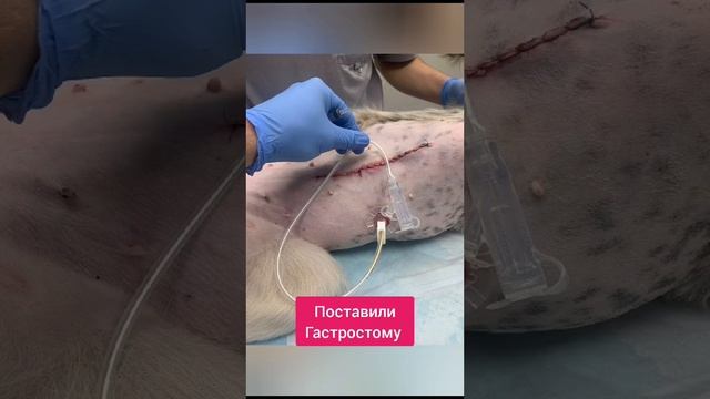 Собачка после чумы нужна помощь