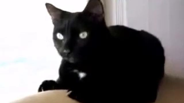 Реакция кота на сыр смотреть онлайн