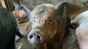 Ферма Рождествено - птицы, кролики, свиньи, МРС