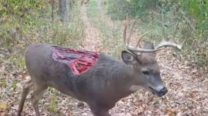 Удивительно, Эти Животные Пережили Смерть. Что- то Невероятное!