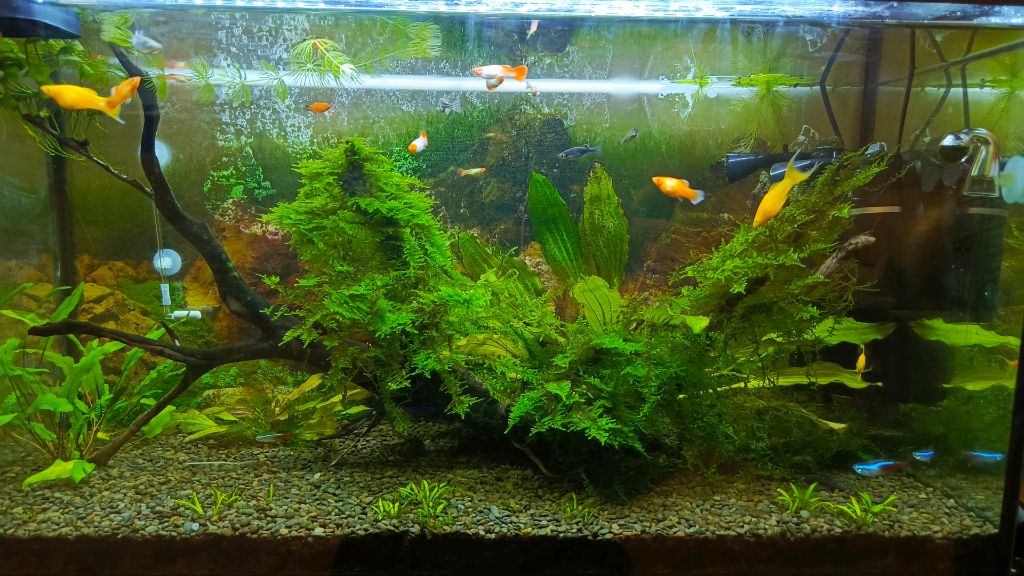 Домашний аквариум смотреть онлайн