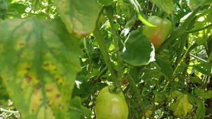 #Tomato #Avatar Variety 8th harvest