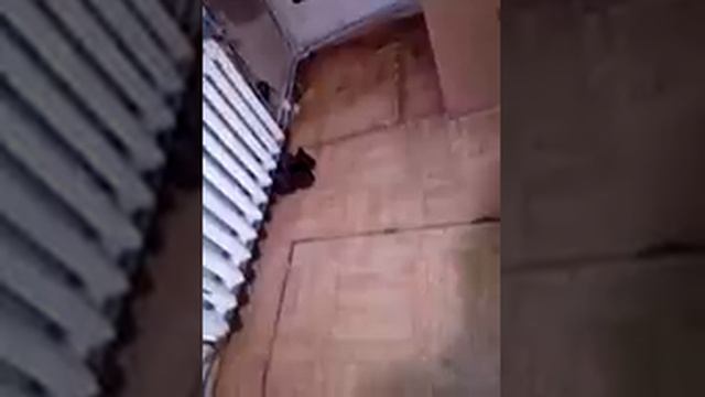 Дикие истории2