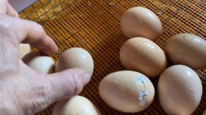 Как лупятся Цыплята//Инкубация куриных яиц