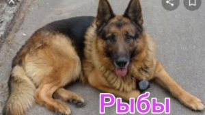 Кто ты по знаку Зодиака из сериала ПЁС?