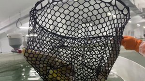 Осетровая ферма Рождествено