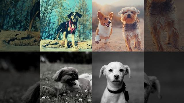 Впечатление (Милые Собаки) смотреть онлайн