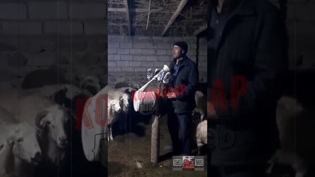 В сеть попало вечернее обращение Смарагдового к украинской нації 🐏