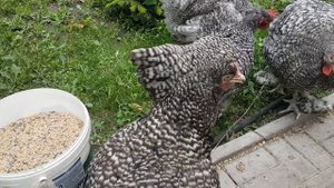 Мехеленская кукушка