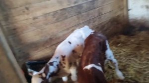 Как обезрожить телят? Зачем?