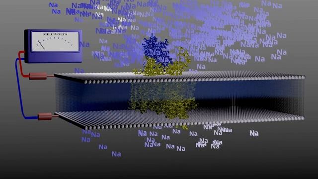 Action Potential Sodium Ion Gradient смотреть онлайн
