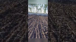 Новый дискатор бдм 3.2х4 и т150 с ЯМЗ-236