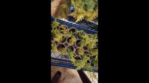 Весеннее черенкование КупрИссоципариса Голд Райдер