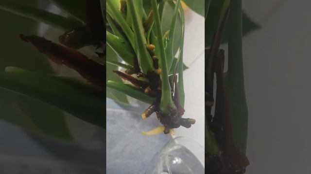 Если у Антуриума НЕТ КОРНЕЙ, что делать? смотреть онлайн