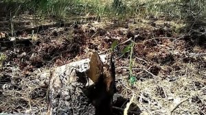 Разрушительная сила 177 калибр( 4.5) на  ППП винтовке.