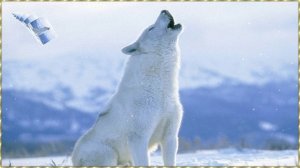 БЕЛАЯ ВОЛЧИЦА....Дарья Щербакова