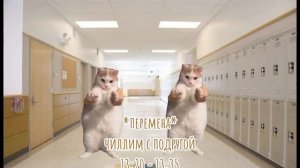 Моя обычная среда. Спасибо за почти 500 подписчиков :D #коты #мемныекоты