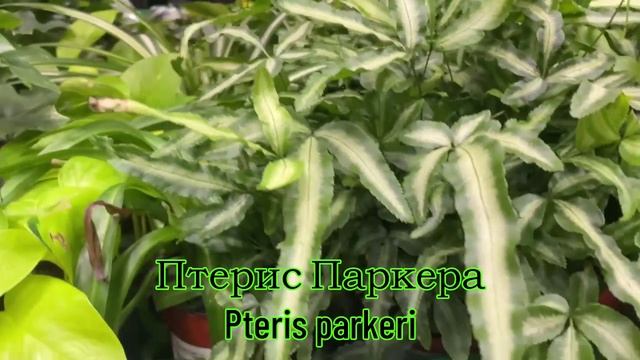 ФАТХЕДЕРА / ДЖУНКУС / БАУЦЕНТР смотреть онлайн