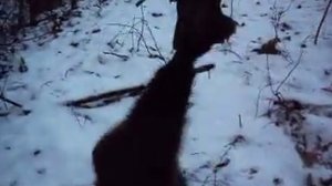 Траппинг на куницу