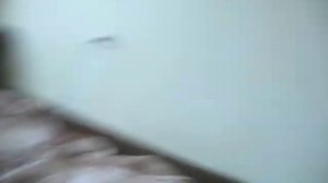 Мой уголок для игрушечной собаки