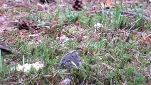 Мама- зяблица кормит своего слетка