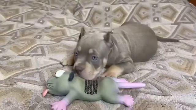 Серый триколор булли смотреть онлайн