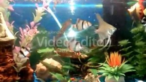 барбусы и скалярии